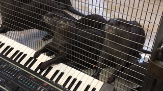 When otters play piano they compose horror movie scores